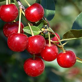 Image Credit: Bylands Nursery