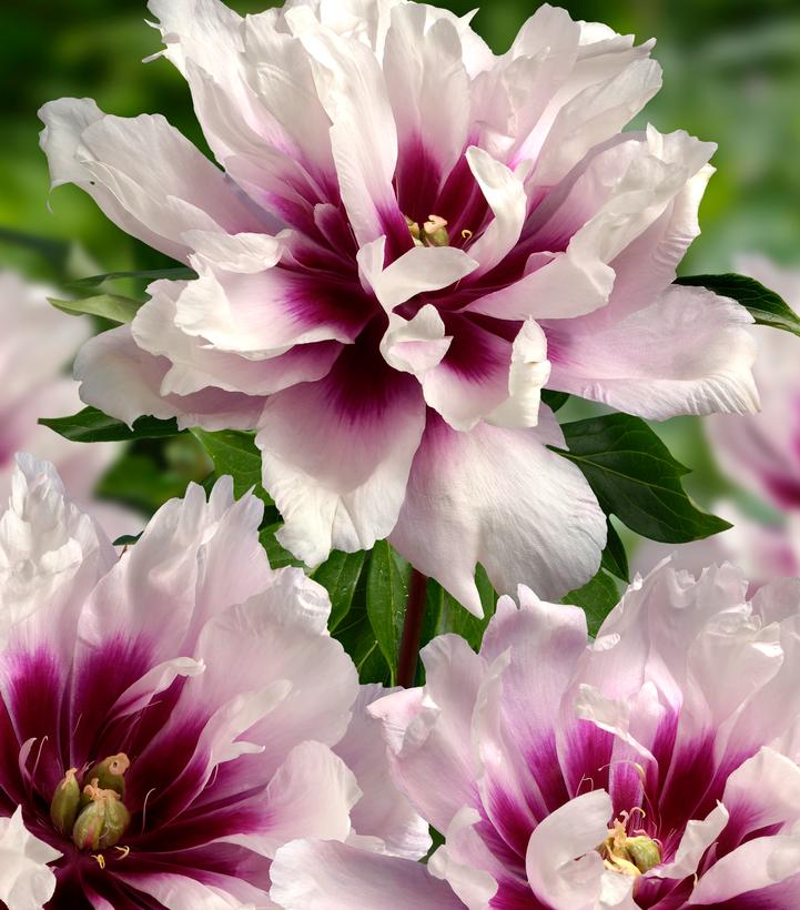 Image Credit: Ball Horticultural