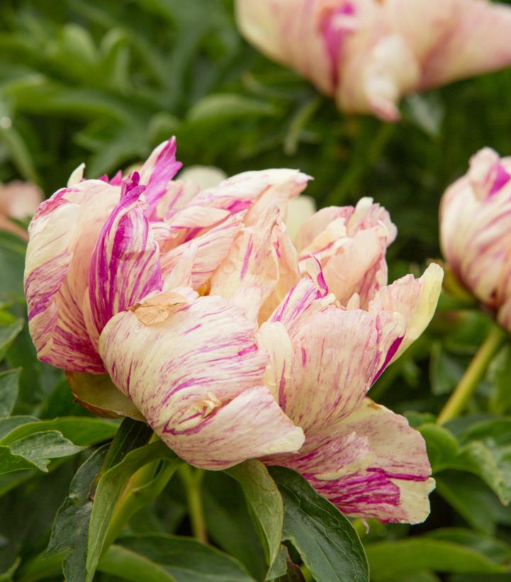 Image Credit: Ball Horticultural