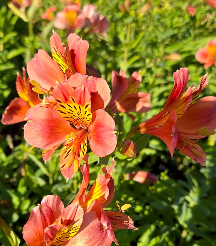 Image Credit: Prides Corner Farms