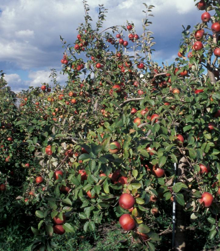 Image Credit: University of Minnesota