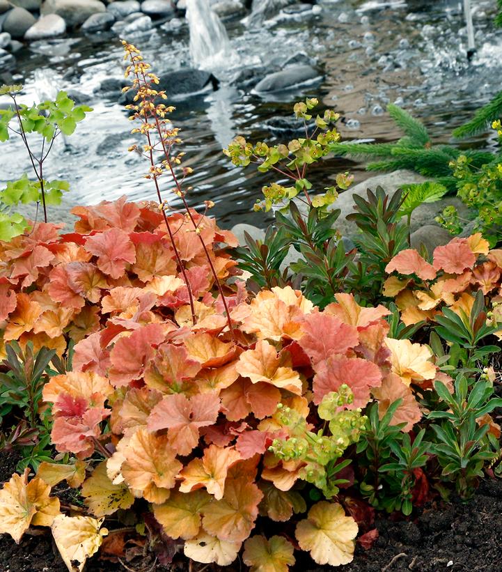 Image Credit: Terra Nova Nurseries