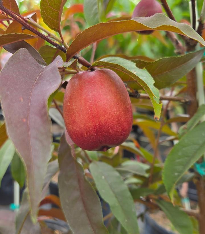 Image Credit: Prides Corner Farms