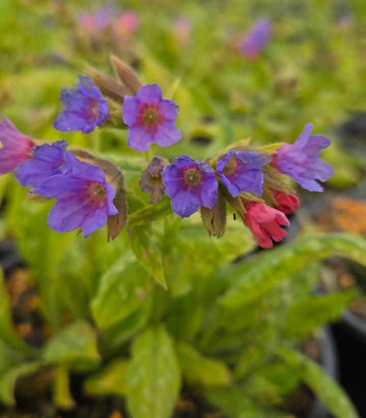 Image Credit: Prides Corner Farms