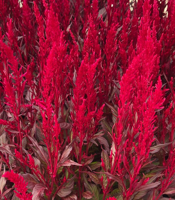 Image Credit: Prides Corner Farms