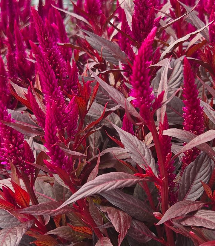 Image Credit: Prides Corner Farms