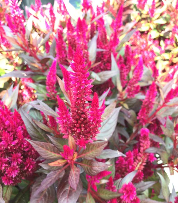 Image Credit: Penn State University