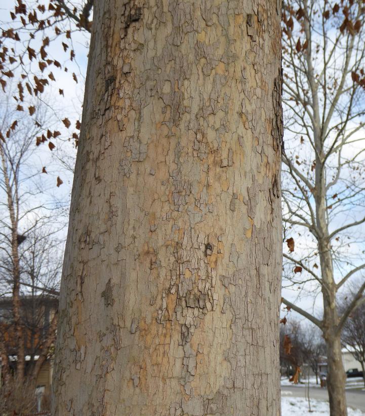 Image Credit: Plants Nouveau