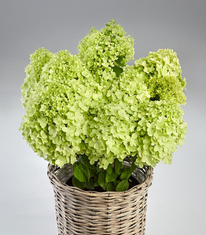 Image Credit: Hydrangea Breeders Association