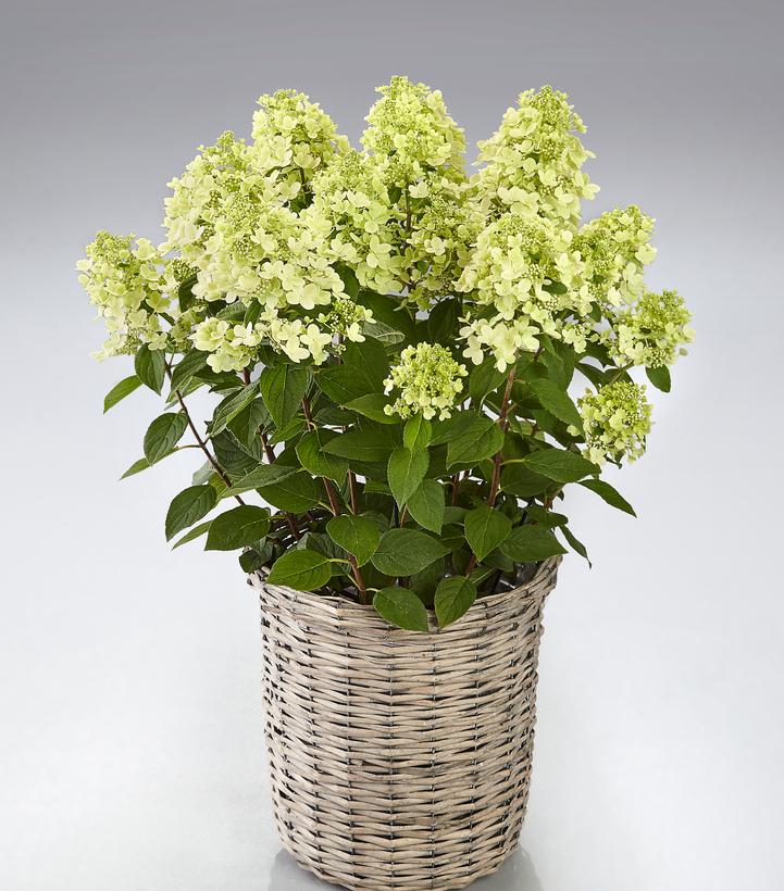 Image Credit: Hydrangea Breeders Association