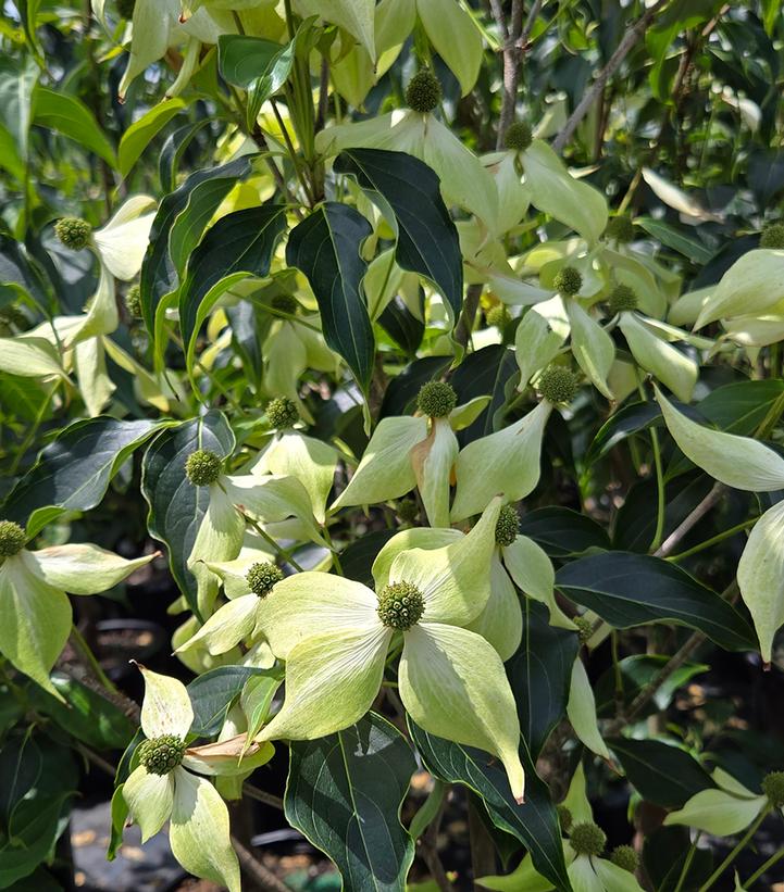 Image Credit: Prides Corner Farms