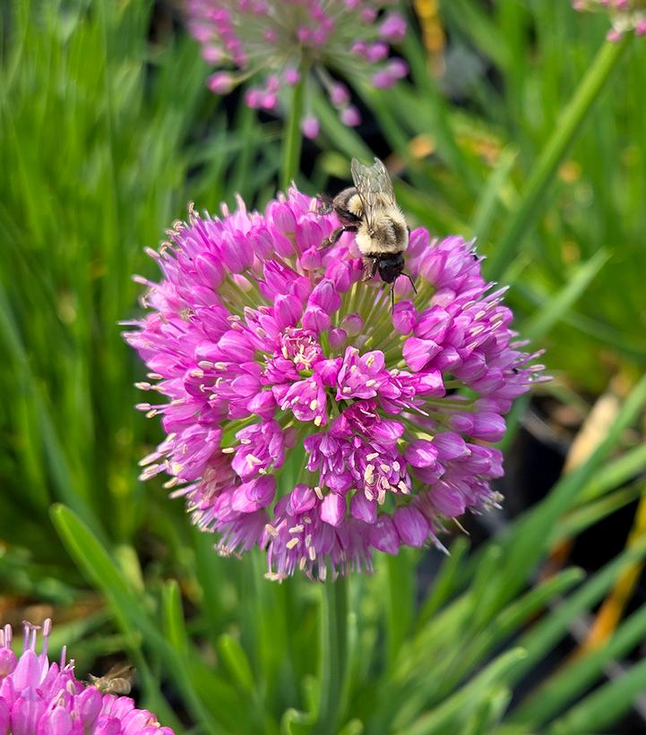 Image Credit: Prides Corner Farms