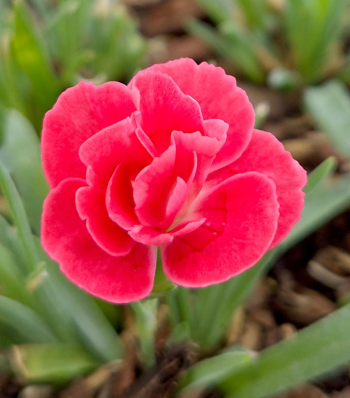 Image Credit: Prides Corner Farms