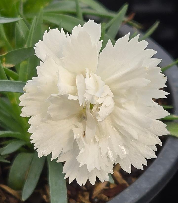 Image Credit: Prides Corner Farms