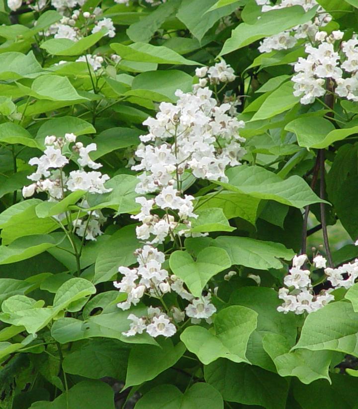 Catalpa speciosa - catalpa from Prides Corner Farms