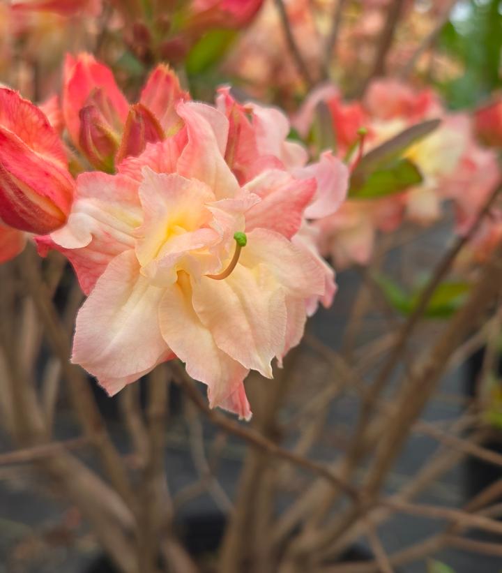 Image Credit: Prides Corner Farms