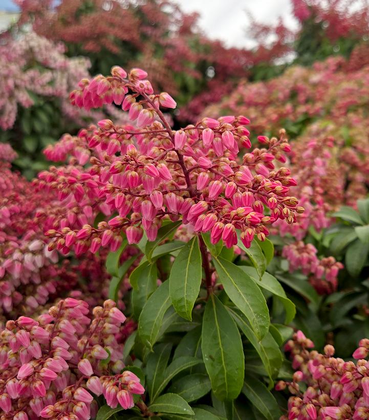 Image Credit: Prides Corner Farms