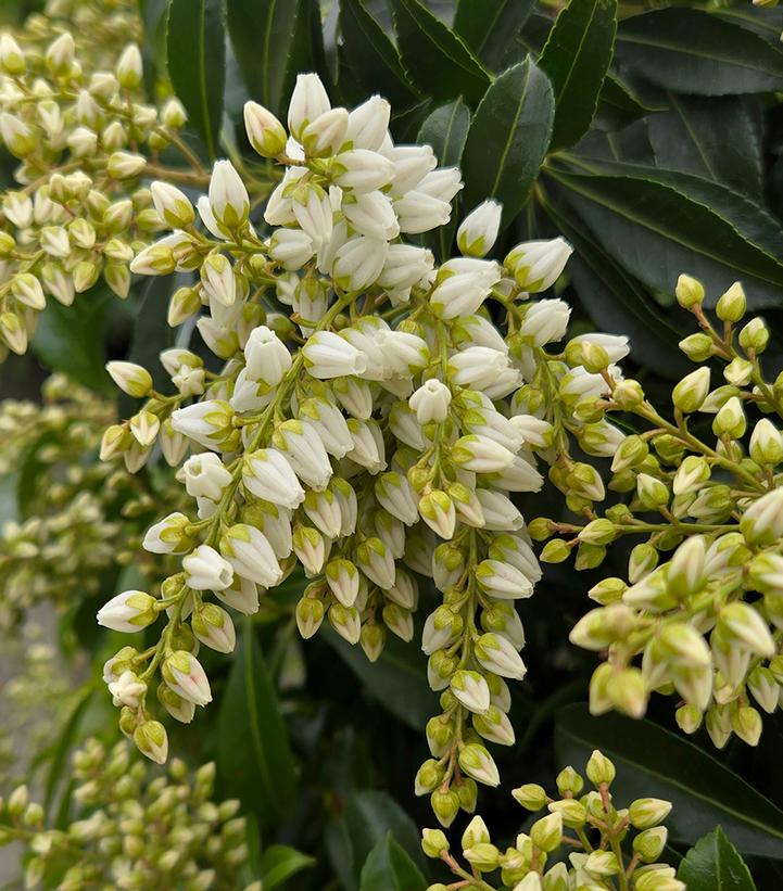 Image Credit: Prides Corner Farms