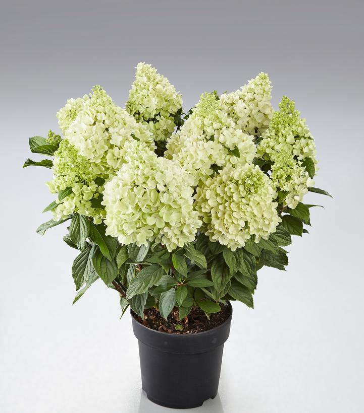 Image Credit: Hydrangea Breeders Association