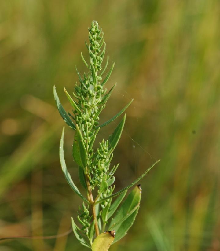 Image Credit: U.S. Geological Survey