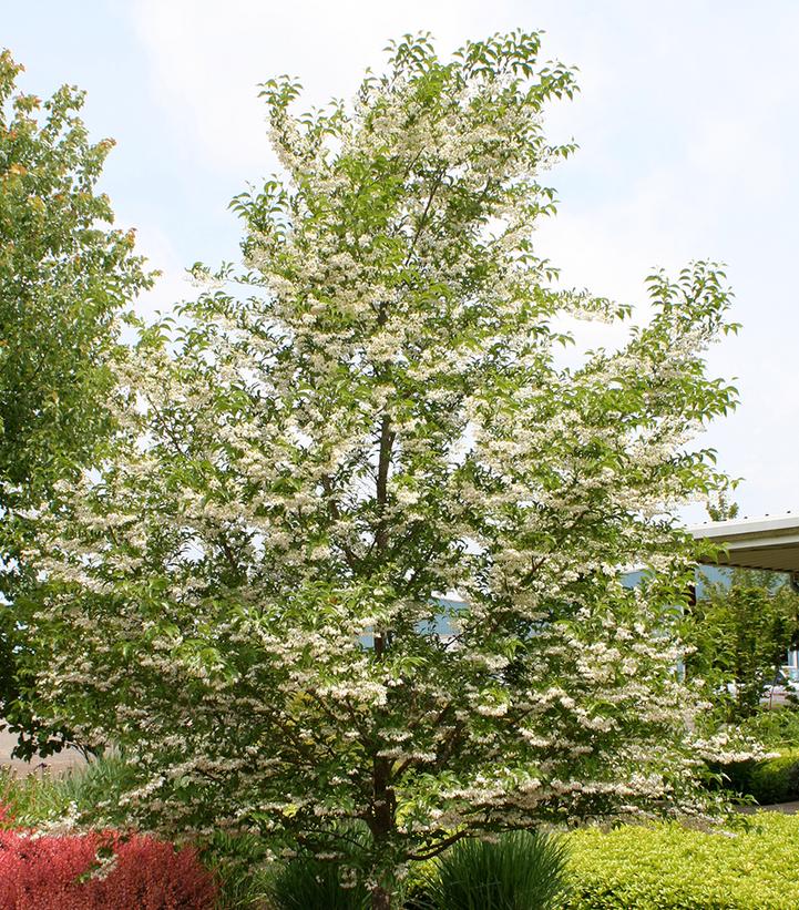 Image Credit: jFrank Schmidt