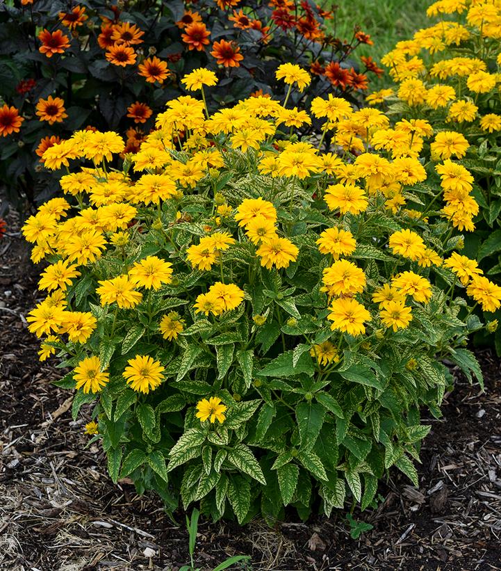 Image Credit: Walters Gardens