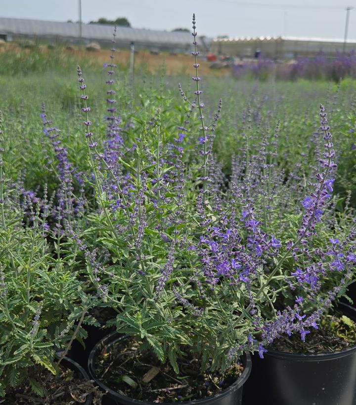 Image Credit: Prides Corner Farms