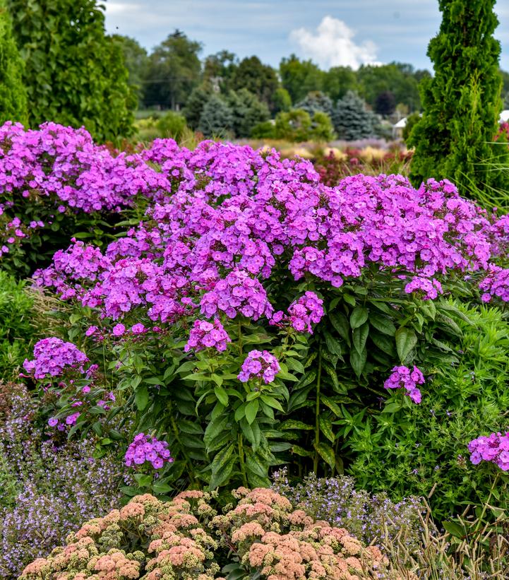 Image Credit: Walters Garden