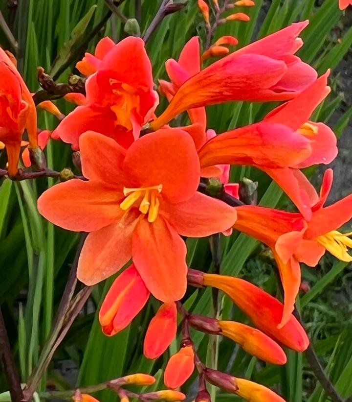 Image Credit: Walters Gardens