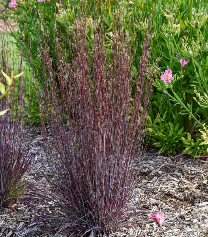 Image Credit: Walters Gardens