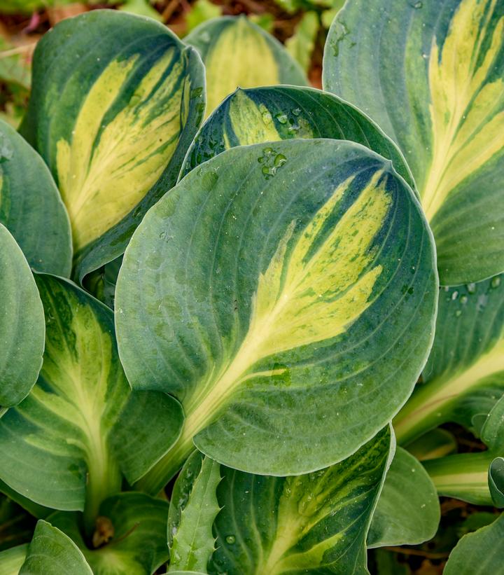 Image Credit: Walters Gardens