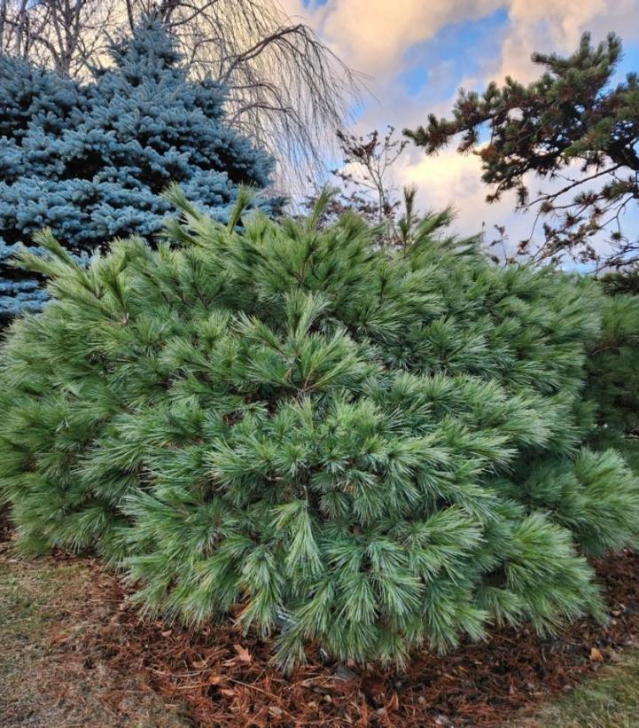 Pinus strobus ''Blue Shag'' - Blue Shag White Pine from Prides Corner Farms