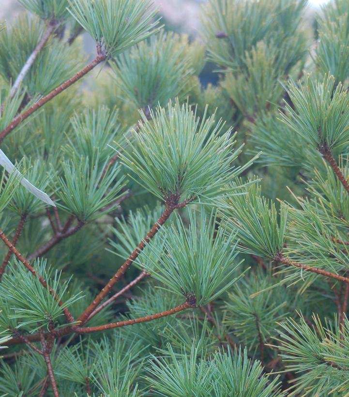 Image Credit: Prides Corner Farms