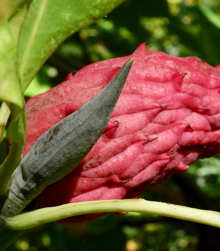 Image from Wikipedia