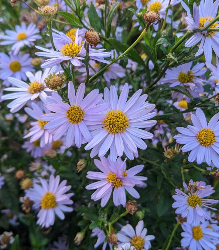 Image Credit: Prides Corner Farms