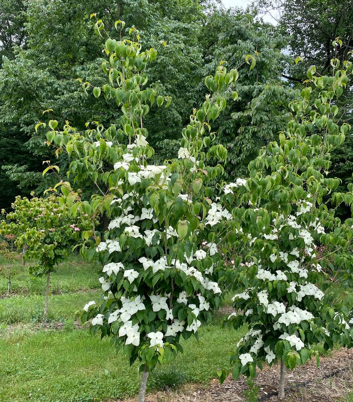 Image credit: Rutgers University