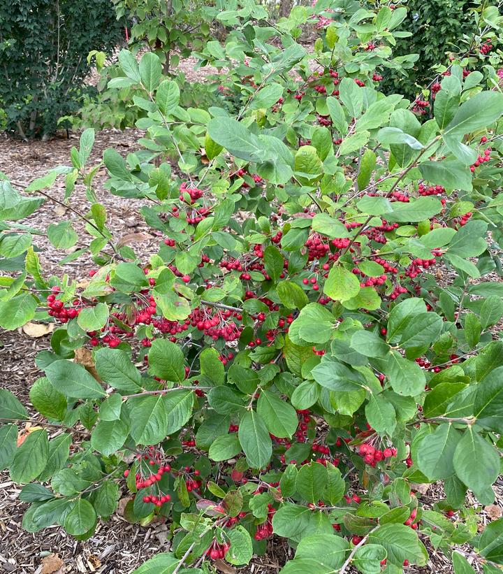 Image Credit: Spring Meadow Nursery