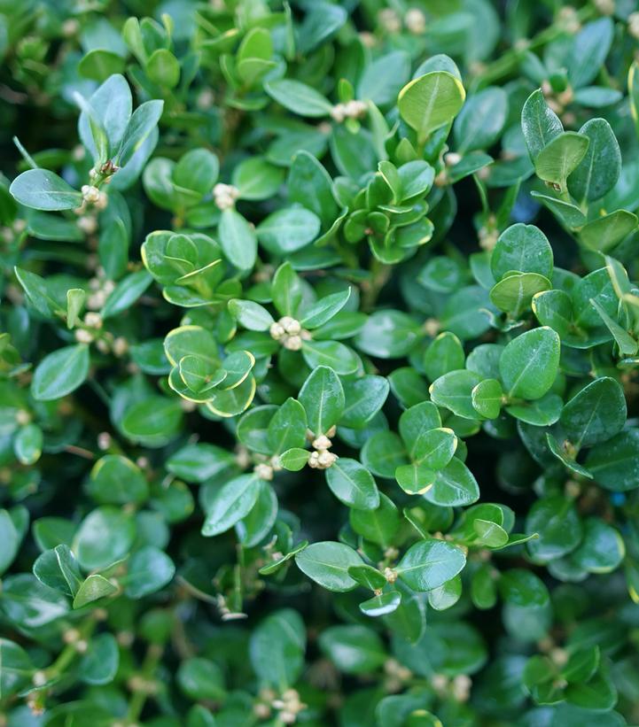 Image credit: Proven Winners