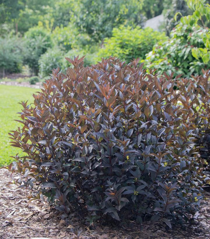 Image credit: Spring Meadows