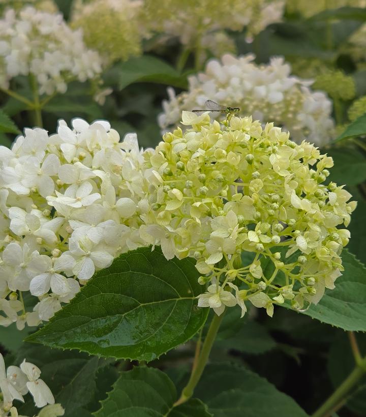 Image Credit: Prides Corner Farms