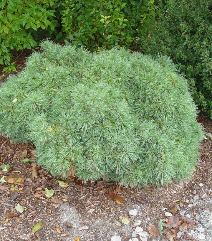 Image Credit: Prides Corner Farms