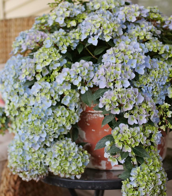 Image Credit: Spring Meadow Nursery