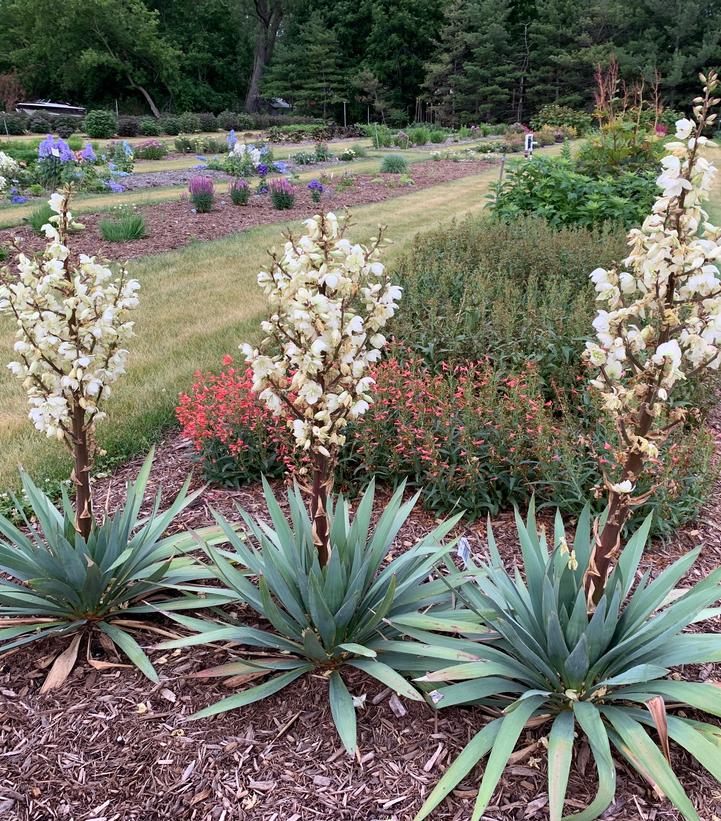 Image credit: Walters Gardens