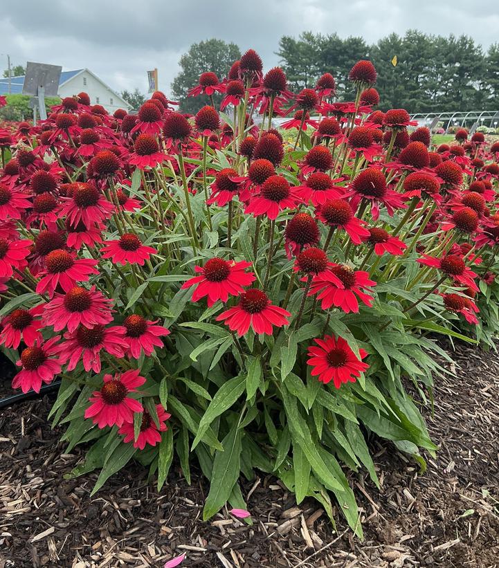 Image Credit: Penn State University