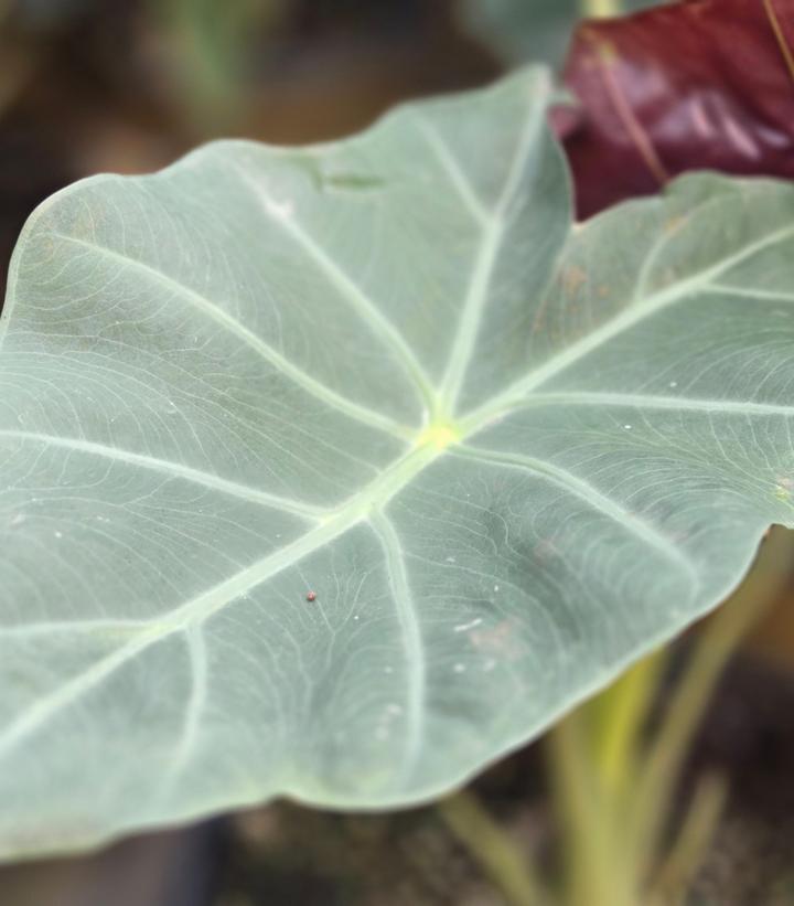 Image Credit: Prides Corner Farms