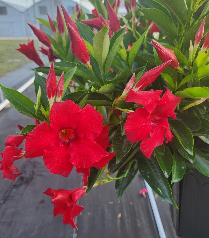 Image Credit: Suntory Flowers