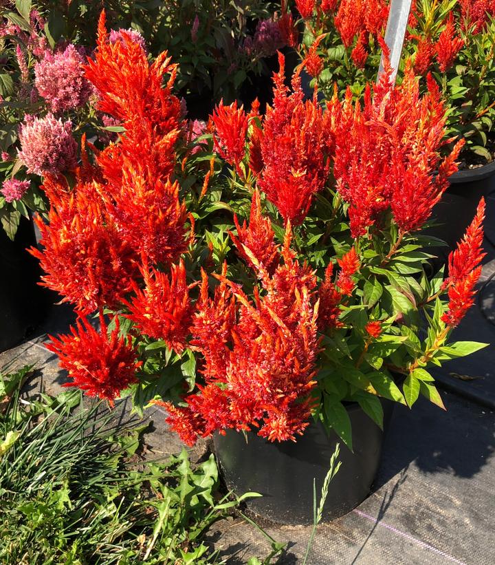 Image Credit: Penn State University