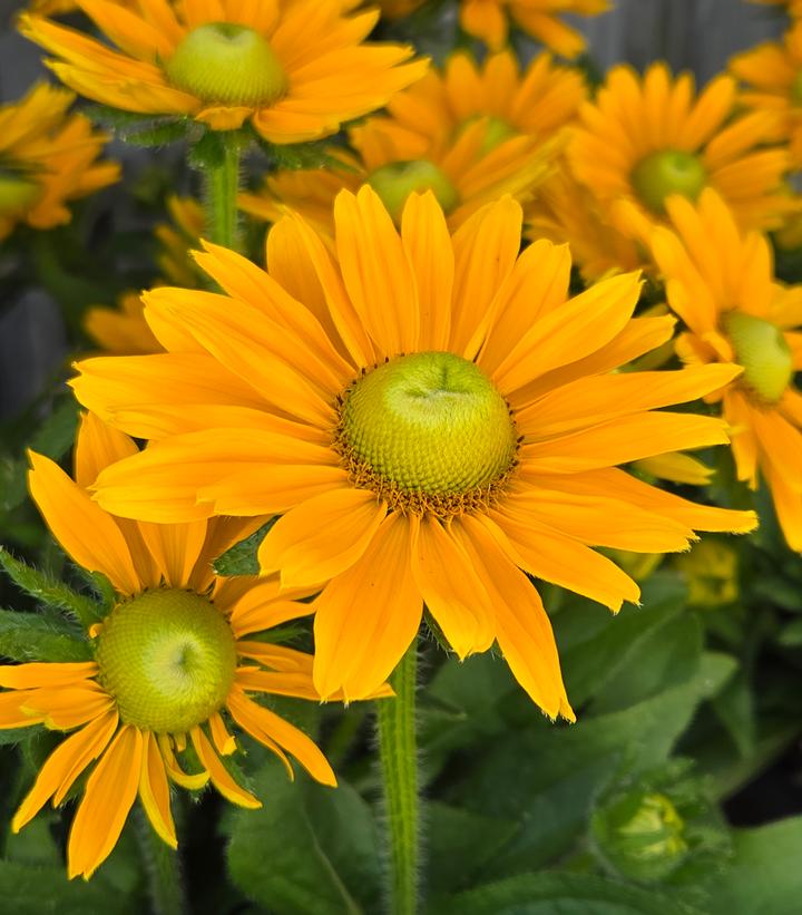 Image Credit: Prides Corner Farms