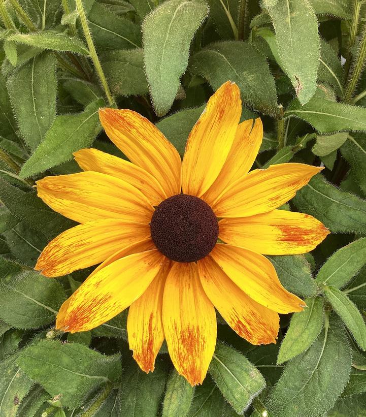 Image Credit: Penn State University