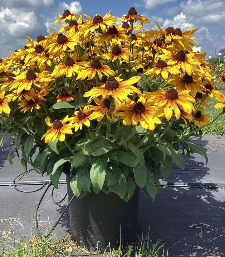 Image Credit: Penn State University